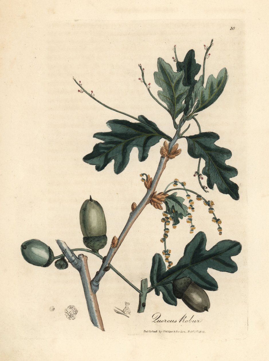 Blader og eikenøtter av vanlig eik, Quercus robur av James Sowerby