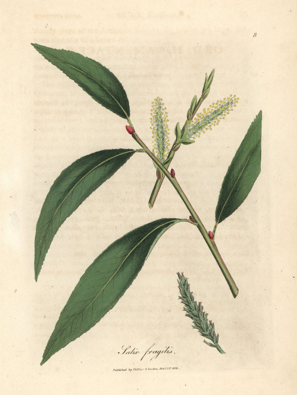 Blader og rakler av crack willow tree, Salix fragilis av James Sowerby