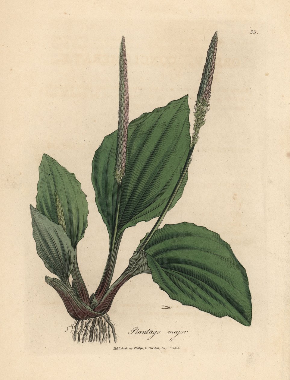 Blader og blomster av plantane, Plantago major av James Sowerby