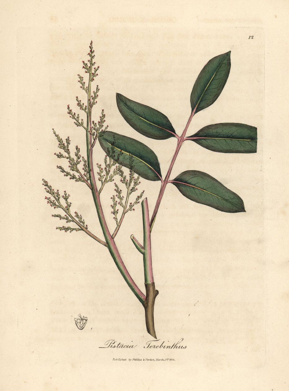 Blader og blomster av chian-treet eller kypros-terpentintreet, Pistacia terebinthus av James Sowerby