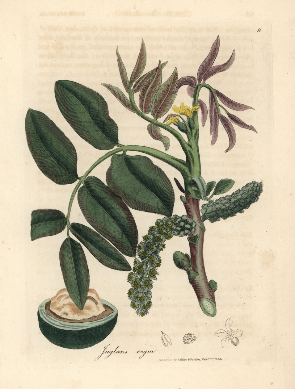 Blader, gul blomst og nøtt av det vanlige valnøtttreet, Juglans regia av James Sowerby