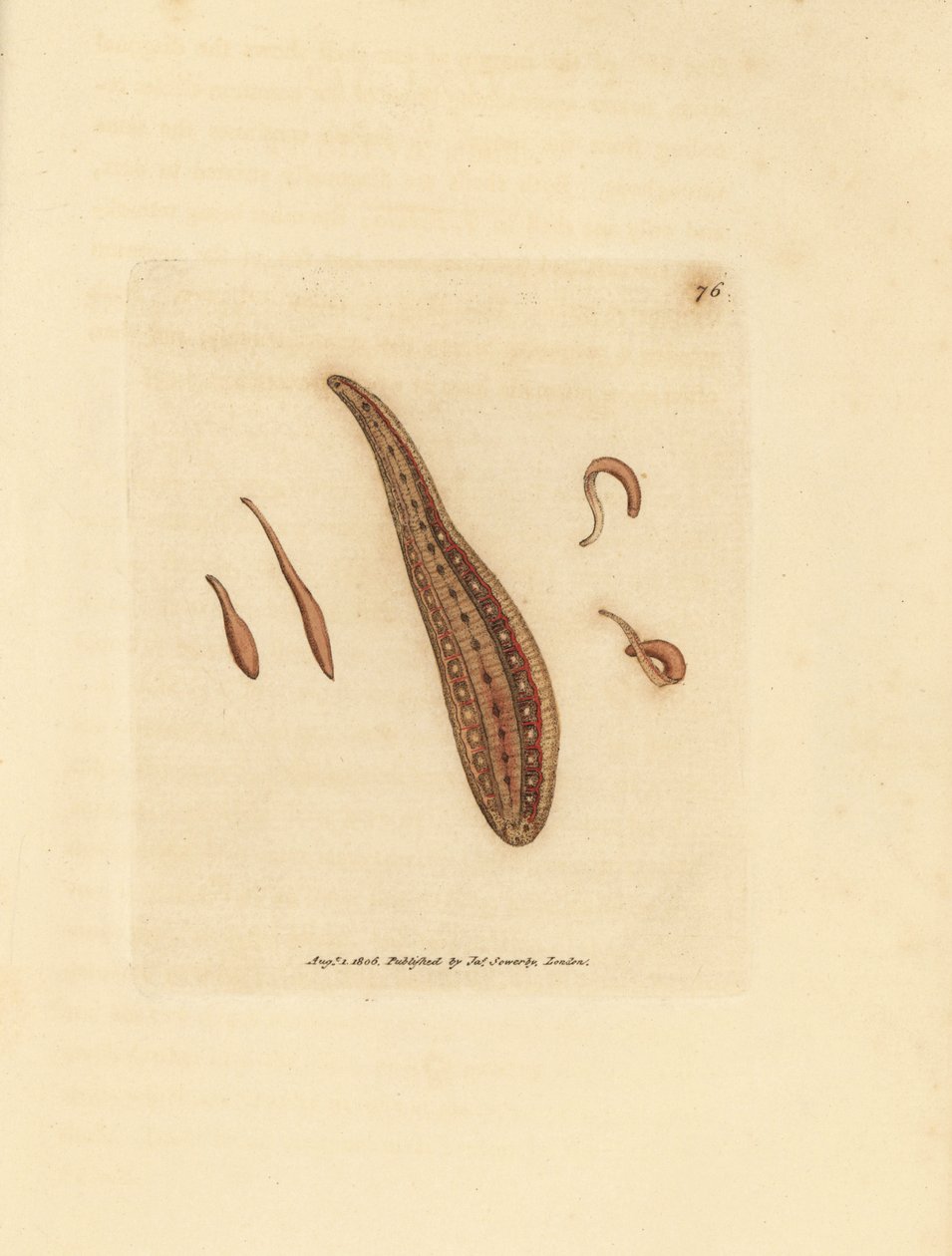 Leech, Hirudo sirkulerer. Håndfarget kobberstikk av James Sowerby fra The British Miscellany, eller fargede figurer av nye, sjeldne eller lite kjente dyreemner. av James Sowerby