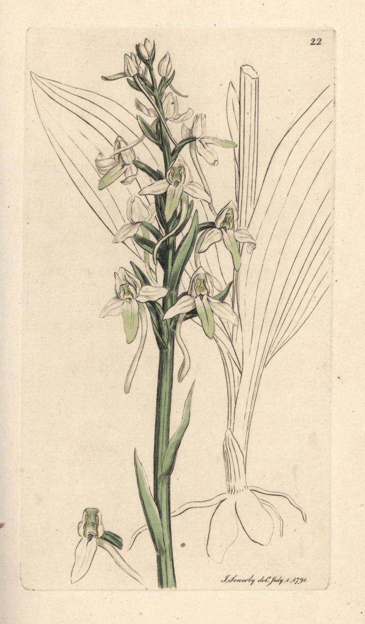 Mindre sommerfuglorchis, Platanthera bifolia (Orchis bifolia). Håndfarget kobberstikk etter en illustrasjon av James Sowerby fra James Smith's English Botany, London av James Sowerby