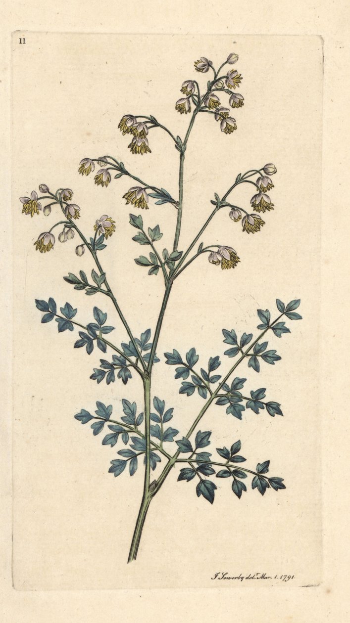 Lesser eng street, Thalictrum minus. Håndfarget kobberstikk etter en illustrasjon av James Sowerby fra James Smith's English Botany, London av James Sowerby
