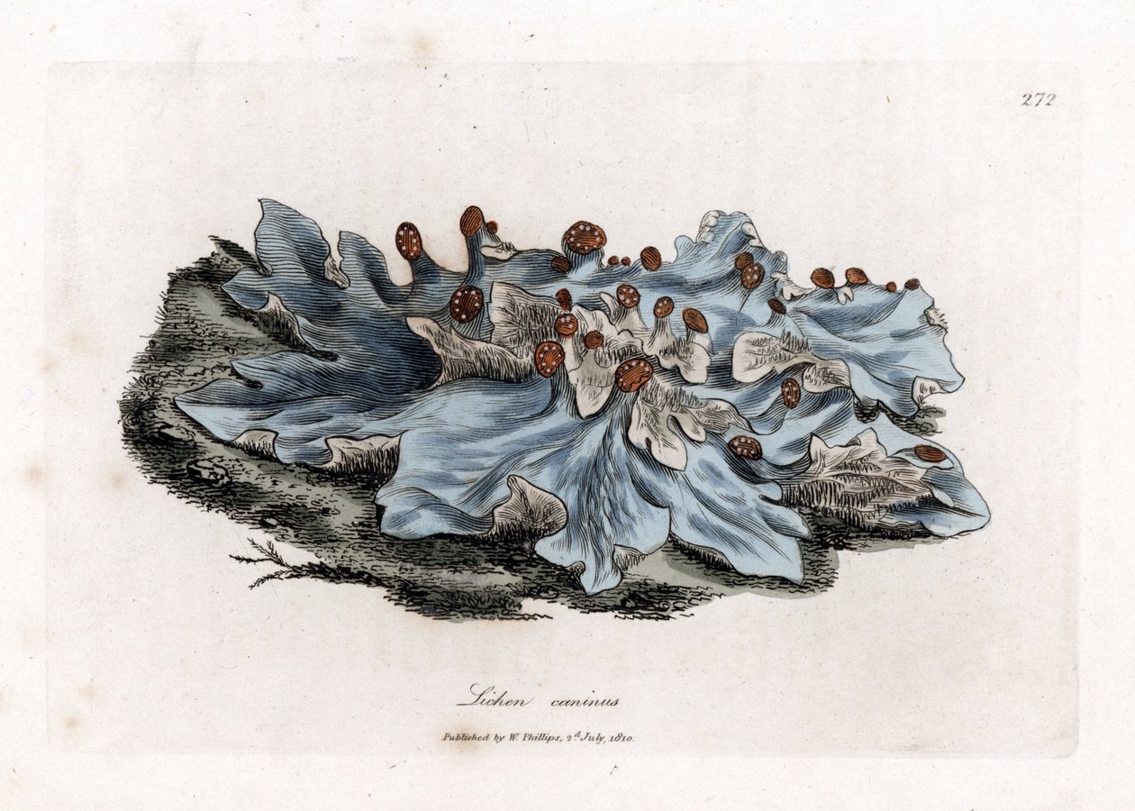 Lichen variete - Askfarget malt levermose, Lichen caninus. Håndfarget kobberstikk fra en botanisk illustrasjon av James Sowerby fra William Woodville og Sir William Jackson Hookers "" Medical Botany,"" John Bohn, London av James Sowerby
