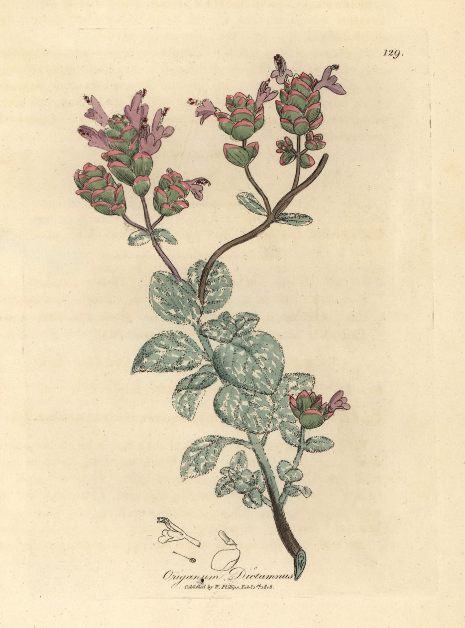 Syrinblomstret dittany av Kreta, Origanum dictamnus av James Sowerby