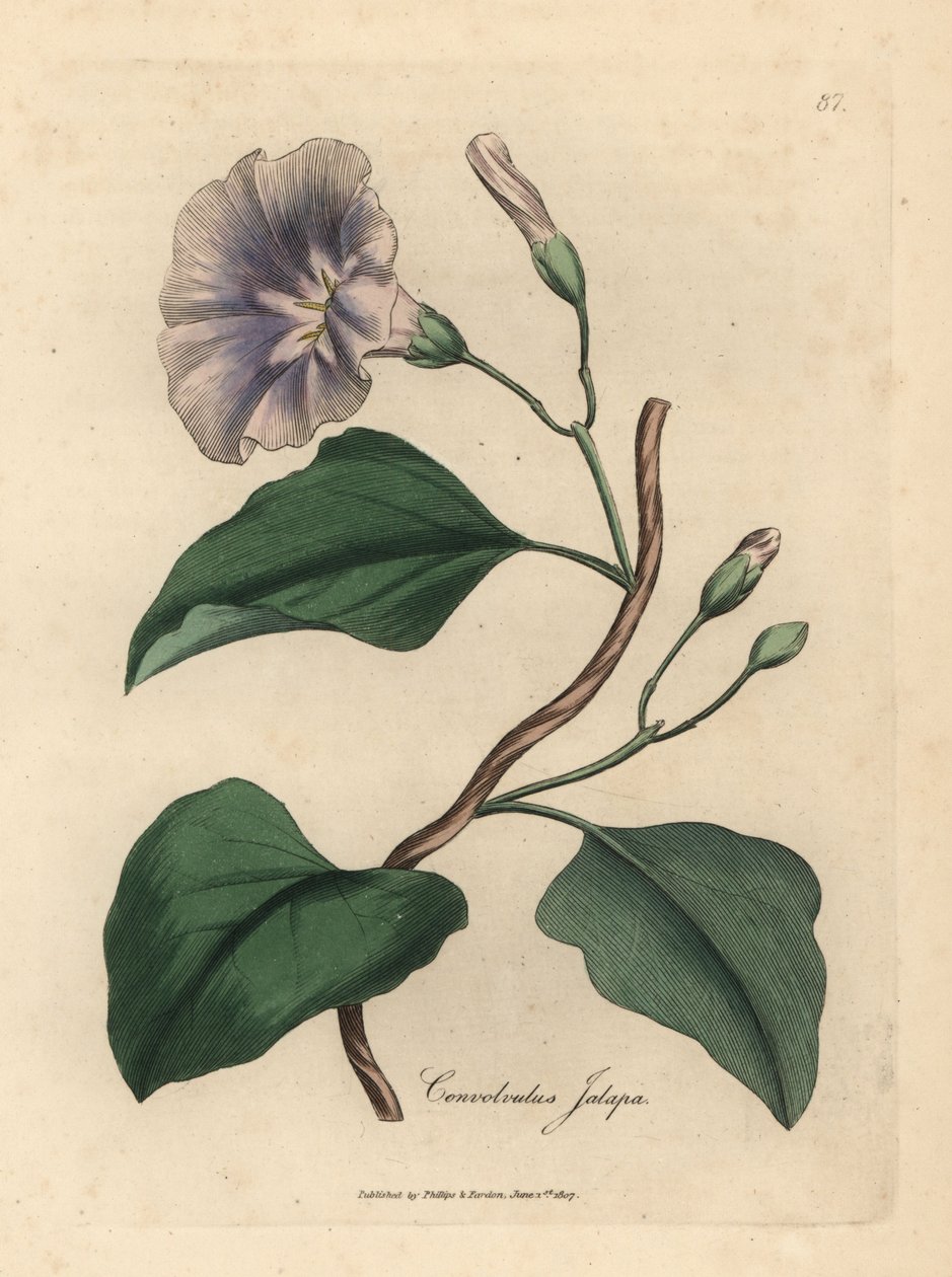 Syrinblomstret jalapbinde, Colvolvulus jalapa av James Sowerby