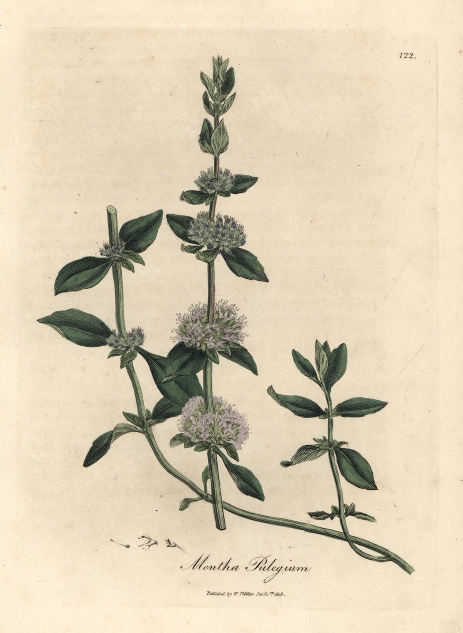 Syrinblomstret pennyroyal mynte, Mentha-trinse av James Sowerby