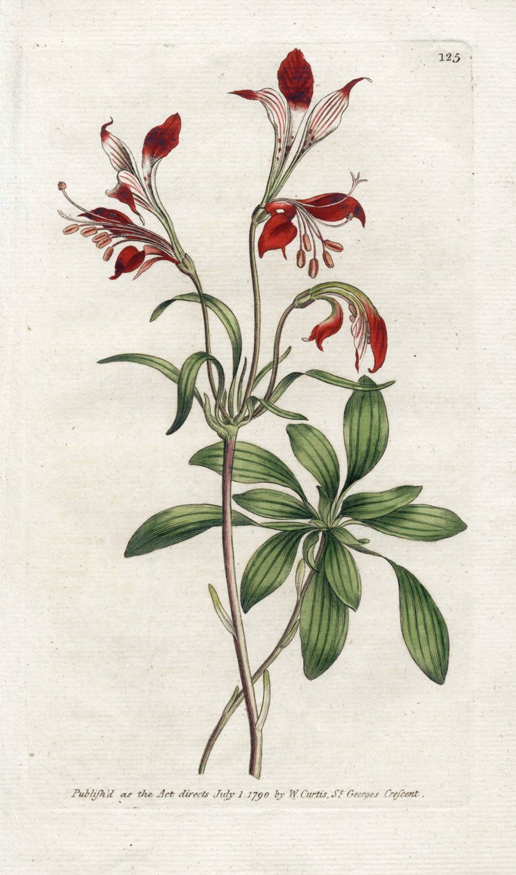 Lily of the Incas eller Perou Lys - Litografi av James Sowerby (1757-1822), plate fra Botanical Magazine av William Curtis (1746-1799) av James Sowerby