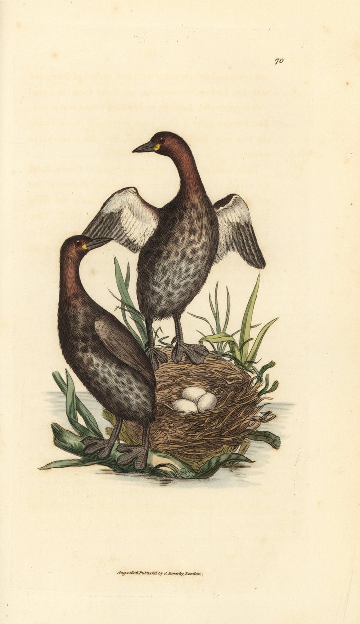 Smådykker, Tachybaptus ruficollis (Små svartkinndykker, Colymbus hebridicus?). Par på reir med tre egg. Håndfarget kobberstikk av James Sowerby fra The British Miscellany, eller fargede figurer av nye, sjeldne eller lite kjente dyr av James Sowerby