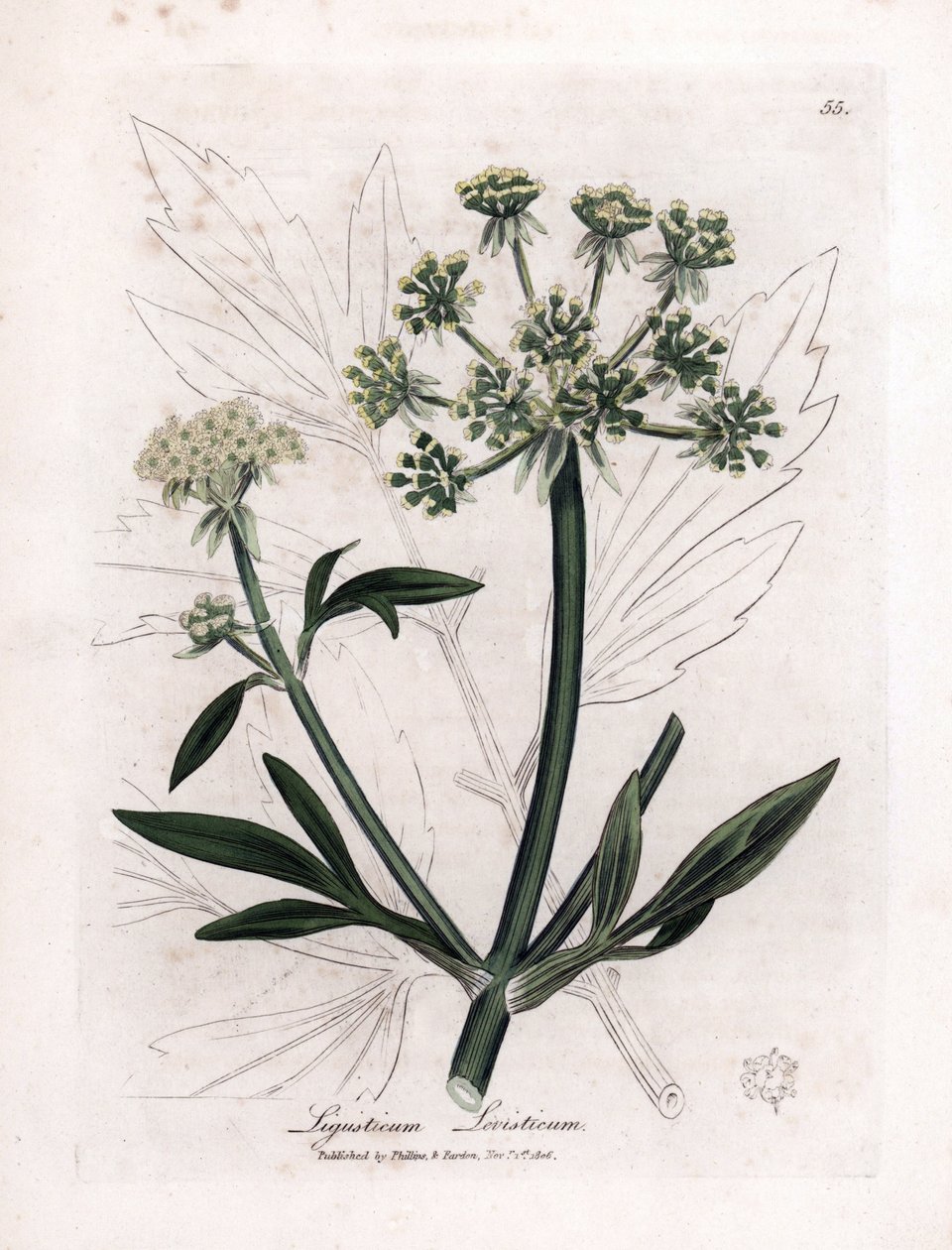 Liveche (Ligustium levistium) eller fjellverk. Håndfarget kobbergravering fra en illustrasjon av James Sowerby. Utdrag fra boken til William Woodville og Sir William Jackson Hooker "" Botanique medicinale"" 1832. Den utrettelige Sowerby av James Sowerby