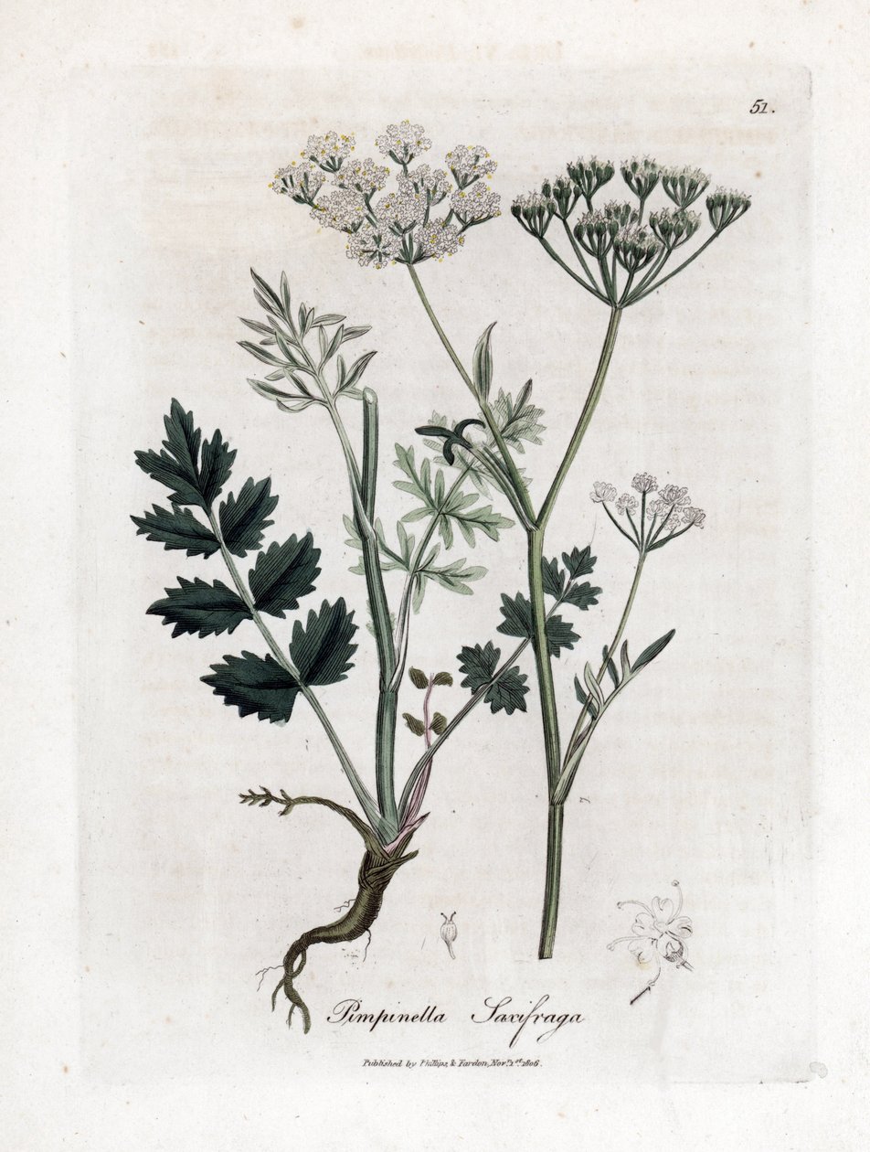 Locage saxifrage - Burnet saxifrage, Pimpinella saxifraga. Håndfarget kobberstikk fra en botanisk illustrasjon av James Sowerby fra William Woodville og Sir William Jackson Hookers "" Medical Botany,"" John Bohn, London av James Sowerby