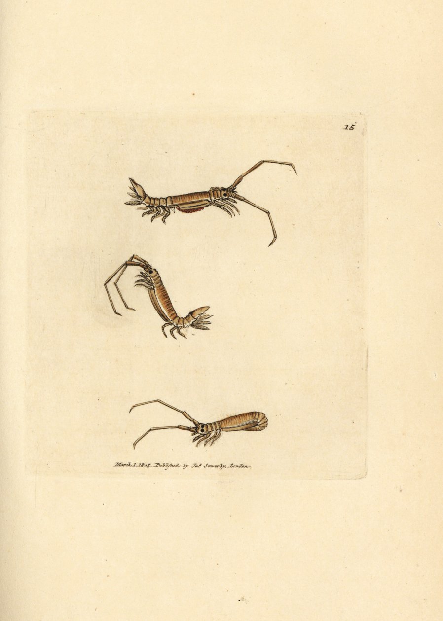 Langhornet isopod, Astacilla longicornis (Oniscus longicornis). Håndfarget kobberstikk av James Sowerby fra The British Miscellany, eller fargede figurer av nye, sjeldne eller lite kjente dyreemner. av James Sowerby