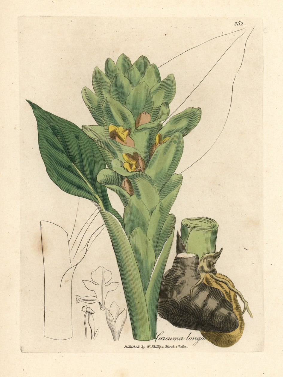 Langrotet gurkemeie, Curcuma longa av James Sowerby