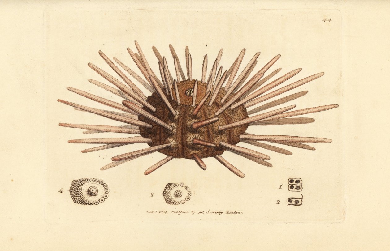 Langrygget skiferspennkråkebolle, Cidaris cidaris (Echinus cidaris). Håndfarget kobberstikk av James Sowerby fra The British Miscellany, eller fargede figurer av nye, sjeldne eller lite kjente dyreemner. av James Sowerby