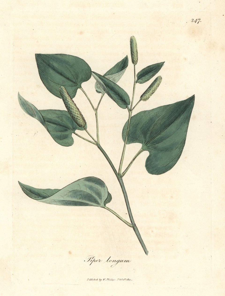 Lang pepper, Piper longum av James Sowerby