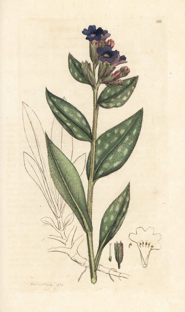 Lungwort, Pulmonaria officinalis (pulmonal) Håndfarget kobberstikk etter en illustrasjon av James Sowerby fra James Smith's English Botany, London av James Sowerby