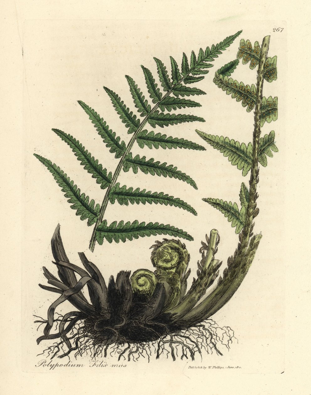 Hann polypod bregne, Polypodium filix hann av James Sowerby