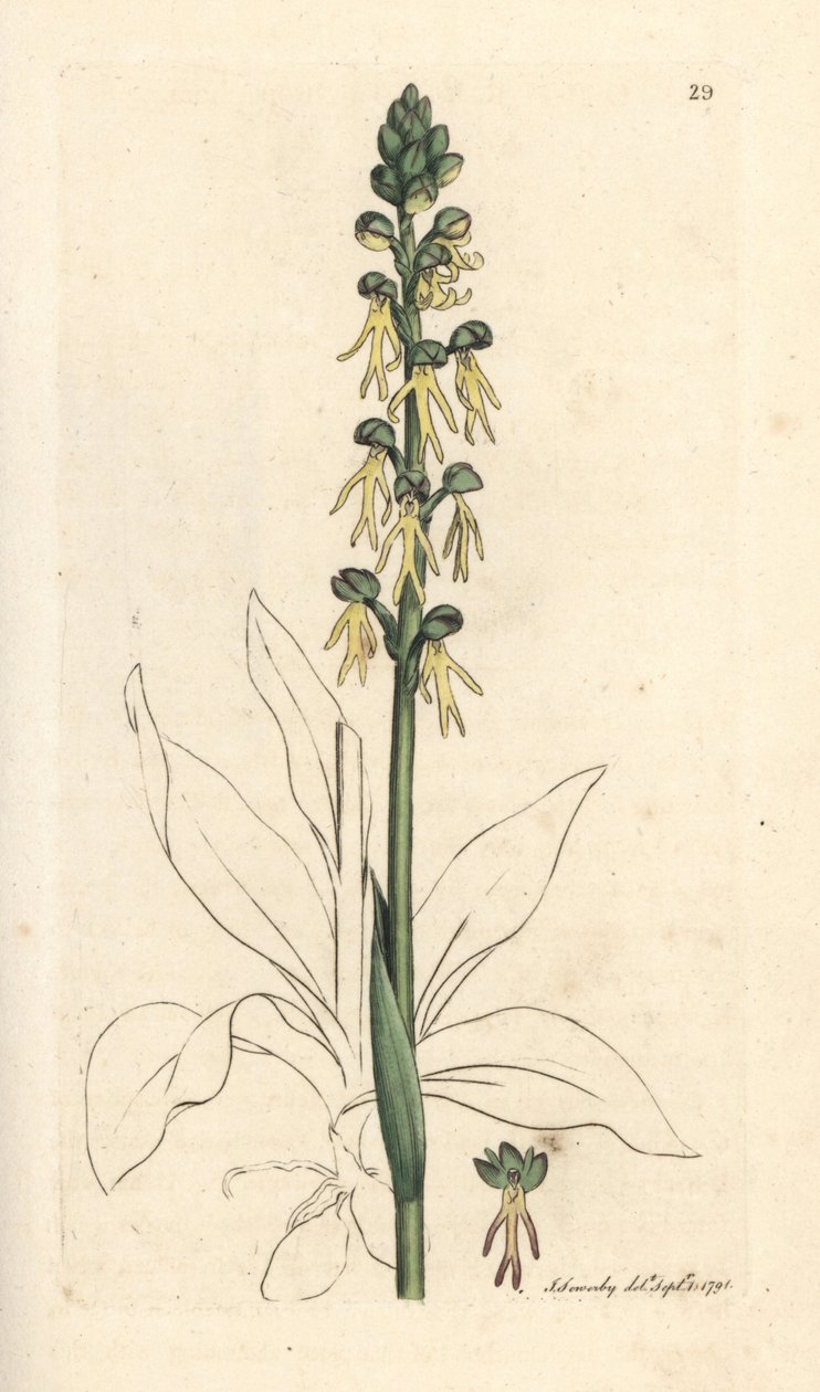 Manneorkidé, Orchis anthropophora (Grønnmannsorchis, Ophrys anthropophora). Håndfarget kobberstikk etter en illustrasjon av James Sowerby fra James Smith's English Botany, London av James Sowerby