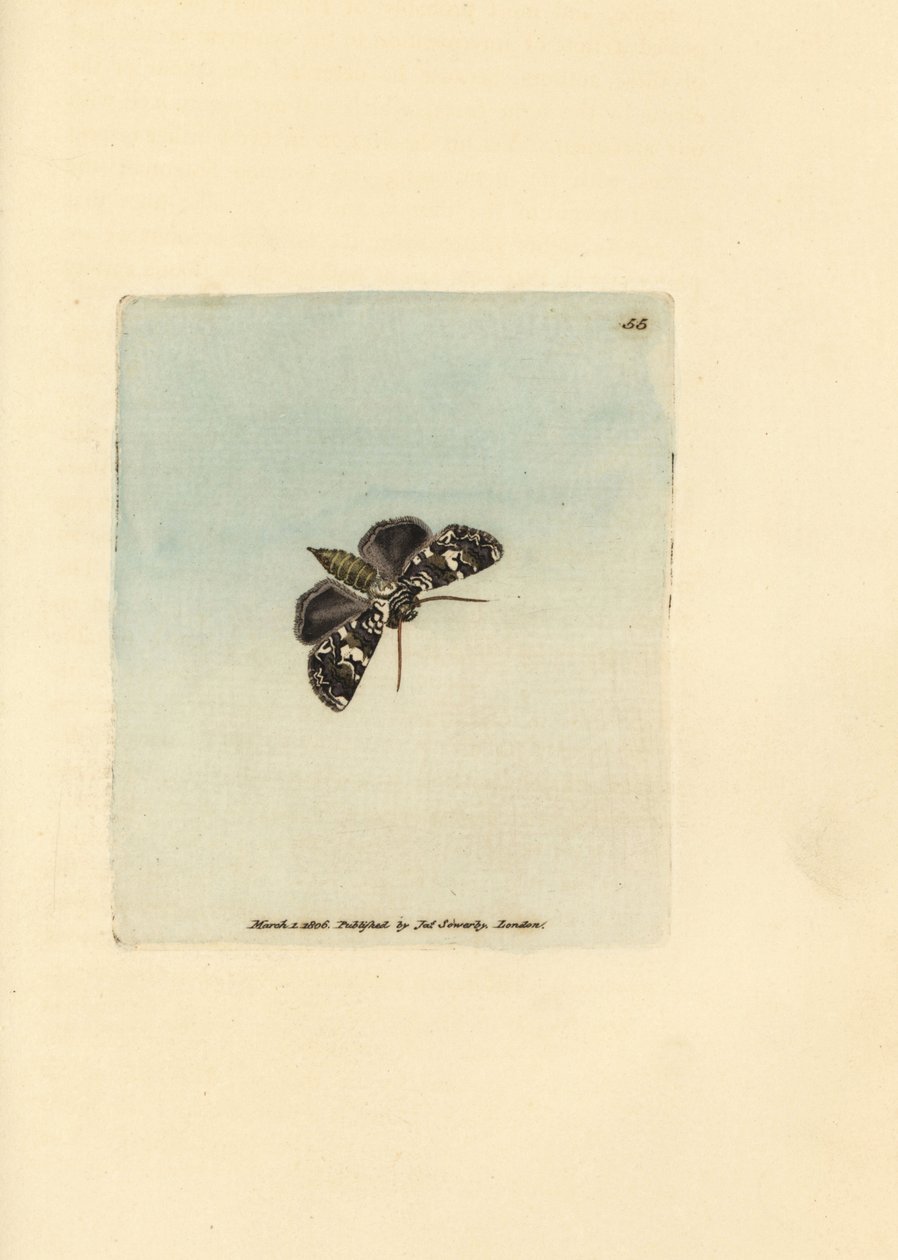 Marmorert kransmøll, Hadena confusa (Phalaena x-scriptum). Håndfarget kobberstikk av James Sowerby fra The British Miscellany, eller fargede figurer av nye, sjeldne eller lite kjente dyreemner. av James Sowerby