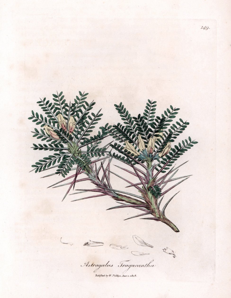 Marseille Astragalus eller mors pute - Geitornemelk, Astragalus tragacantha. Håndfarget kobberstikk fra en botanisk illustrasjon av James Sowerby fra William Woodville og Sir William Jackson Hookers "" Medical Botany,"" John av James Sowerby