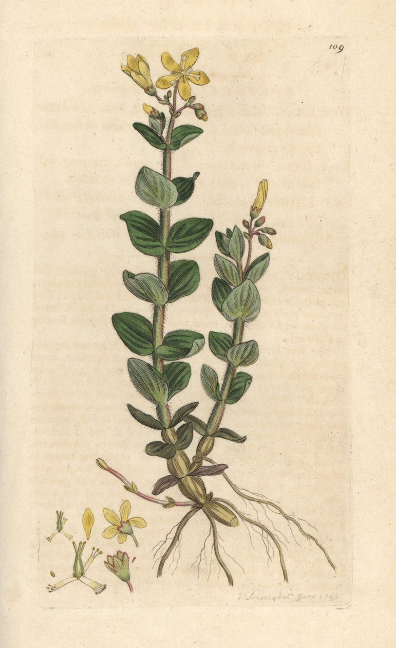 Marsh St. John's wort, Hypericum elodes (Johannesurt) Håndfarget kobberstikk etter en illustrasjon av James Sowerby fra James Smith's English Botany, London av James Sowerby