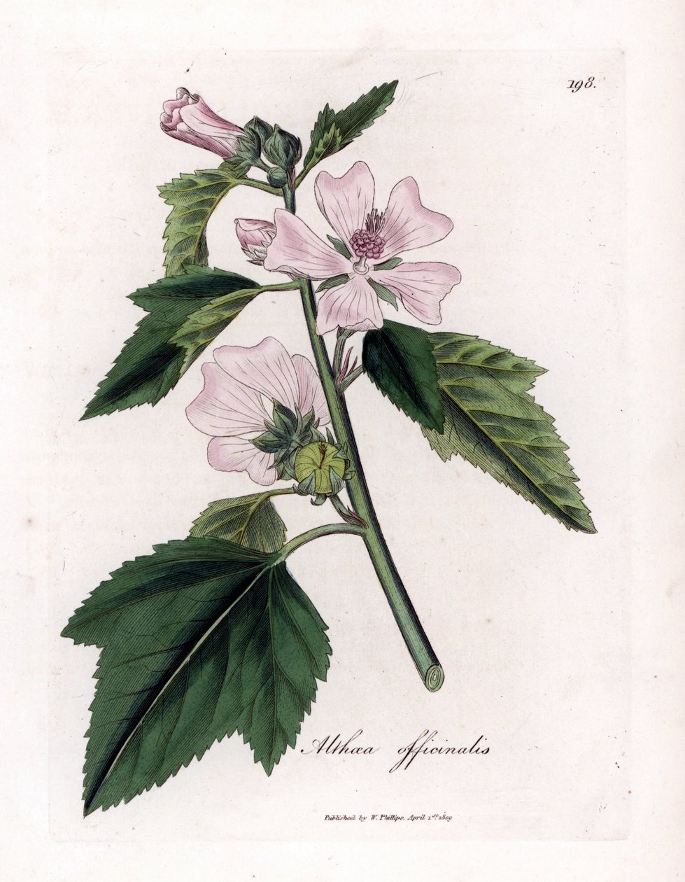 Marshmallow officinale eller vill eller hvit lilla marshmallow, Althaea officinalis. Håndfarget kobberstikk fra en botanisk illustrasjon av James Sowerby fra William Woodville og Sir William Jackson Hookers "" Medical Botany,"" John Boh av James Sowerby