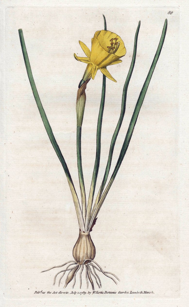 Medusa Trumpet - Litografi av James Sowerby (1757-1822), fra William Curtis's Botanical Magazine (1746-1799) av James Sowerby