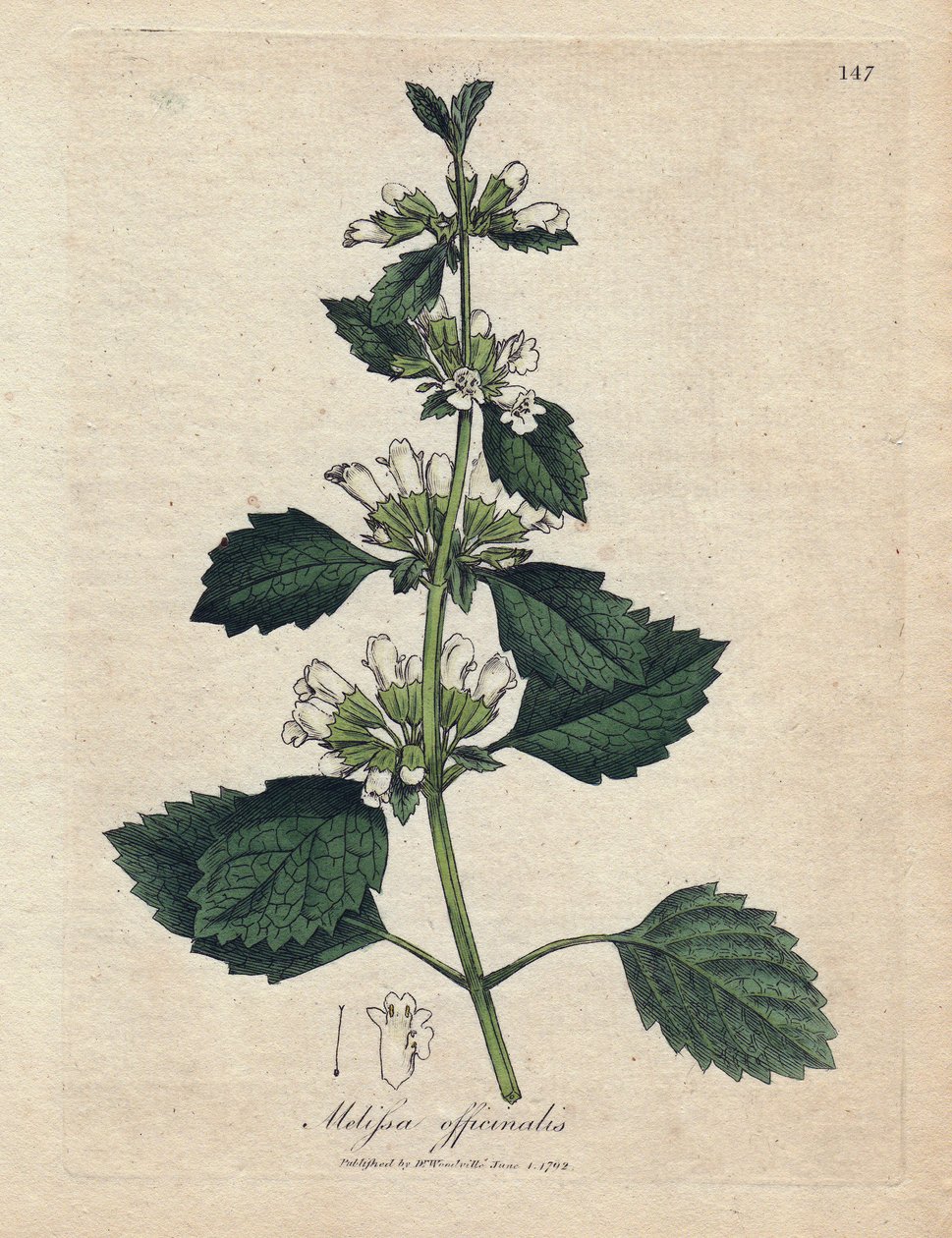 Melisse officinale (Melissa officinalis). Håndfarget kobbergravering fra en illustrasjon av James Sowerby. Utdrag fra boken til William Woodville og Sir William Jackson Hooker "" Botanique medicinale"" 1832. Den utrettelige Sowerby (175 av James Sowerby