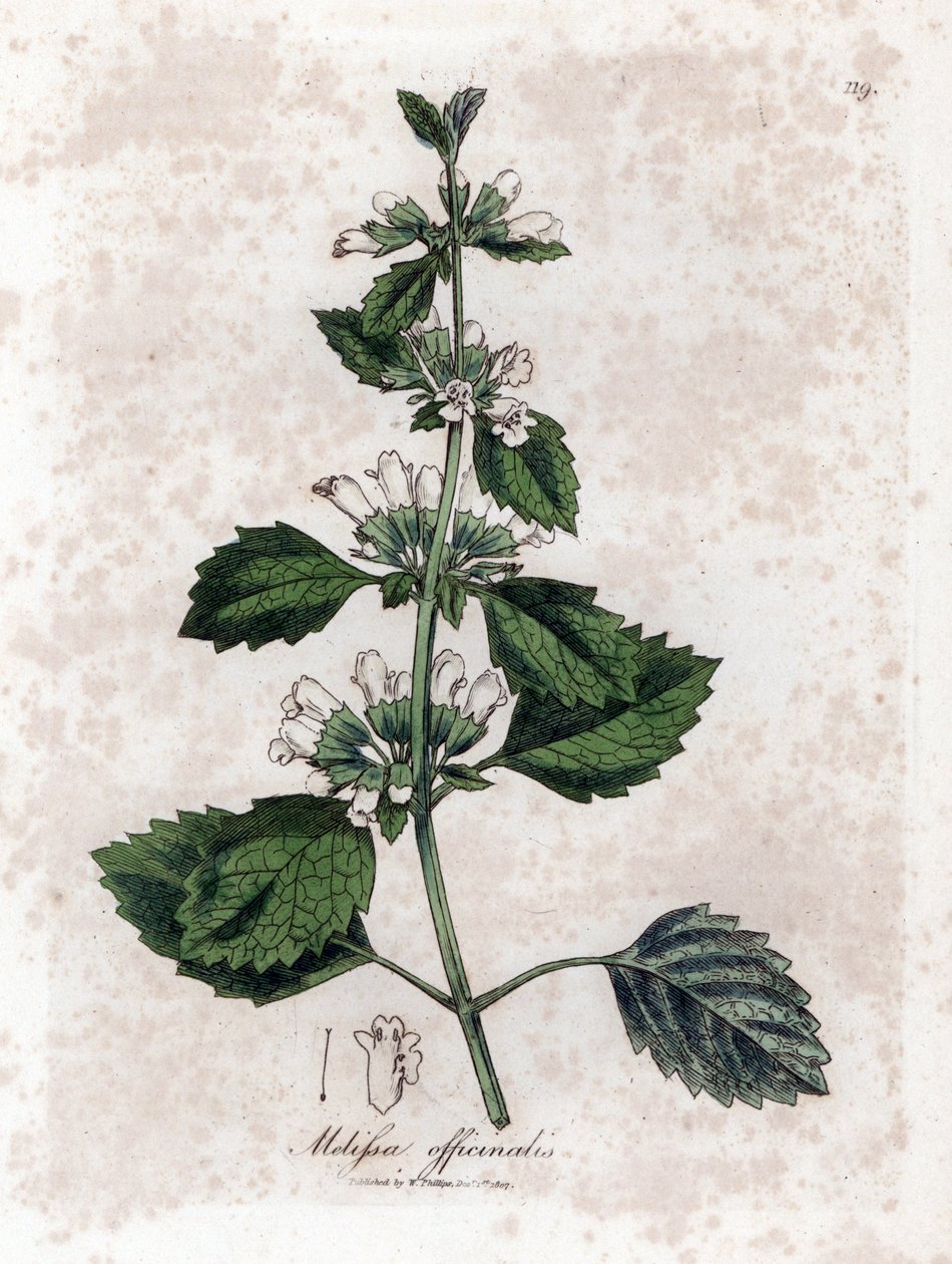 Melisse officinale eller melisse sitrongress - Vanlig balsam, Melissa officinalis. Håndfarget kobberstikk fra en botanisk illustrasjon av James Sowerby fra William Woodville og Sir William Jackson Hookers "" Medical Botany,"" John Bohn, av James Sowerby