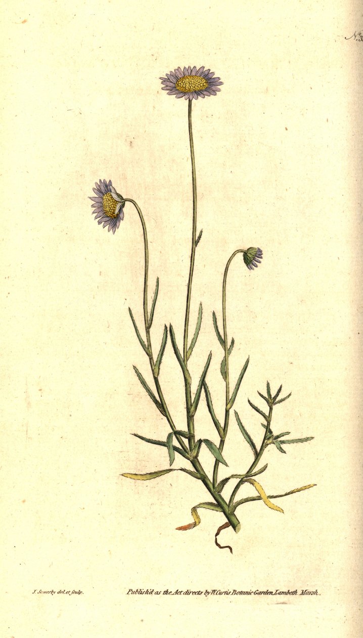 Mignonette Aster - Felicia tenella (Brisly-leaved aster, Aster tenellus). Håndfarget kobberstikk og botanisk illustrasjon av James Sowerby fra William Curtis' The Botanical Magazine, Lambeth Marsh, London av James Sowerby
