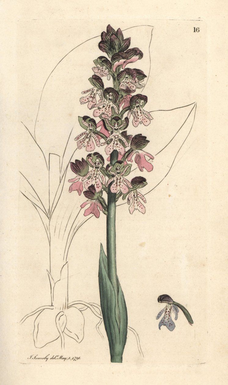 Militær orchis, Orchis militaris (Orchis warrior) Håndfarget kobberstikk etter en illustrasjon av James Sowerby fra James Smith's English Botany, London av James Sowerby
