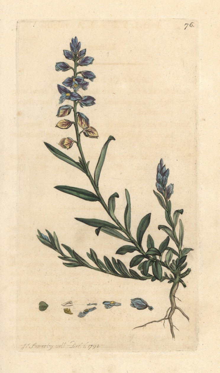 Milkwort, Polygala vulgaris Håndfarget kobberstikk etter en illustrasjon av James Sowerby fra James Smith's English Botany, London av James Sowerby