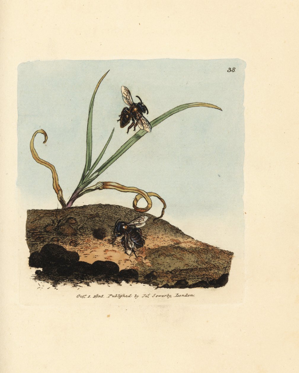 Gruvebi, Andrena nigroaenea (Melitta nigro-aenea). Håndfarget kobberstikk av James Sowerby fra The British Miscellany, eller fargede figurer av nye, sjeldne eller lite kjente dyreemner. av James Sowerby