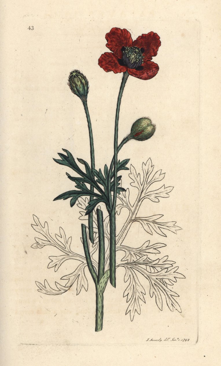 Blandingsvalmue eller rund stikkende valmue, Papaver hybridum. Håndfarget kobberstikk etter en illustrasjon av James Sowerby fra James Smith's English Botany, London av James Sowerby