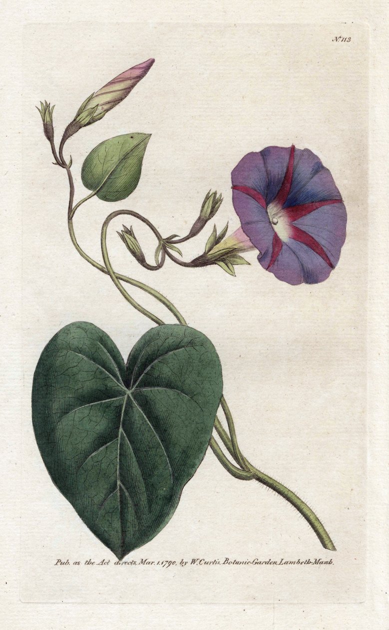 Morning Glory eller Ipomee - Litografi av James Sowerby (1757-1822), fra William Curtis's Botanical Magazine (1746-1799) av James Sowerby