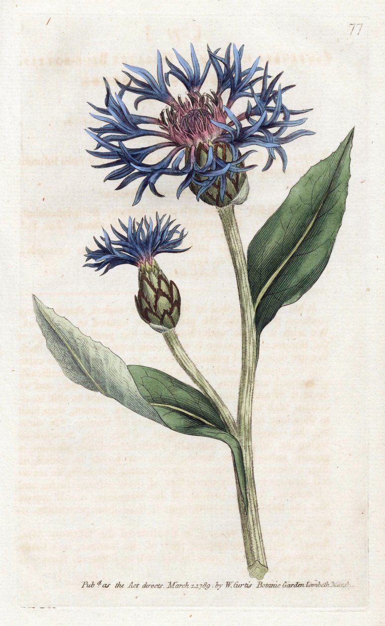 Mountain Centauree or Perennial Blueberry - Litografi av James Sowerby (1757-1822), fra William Curtis's Botanical Magazine (1746-1799) av James Sowerby