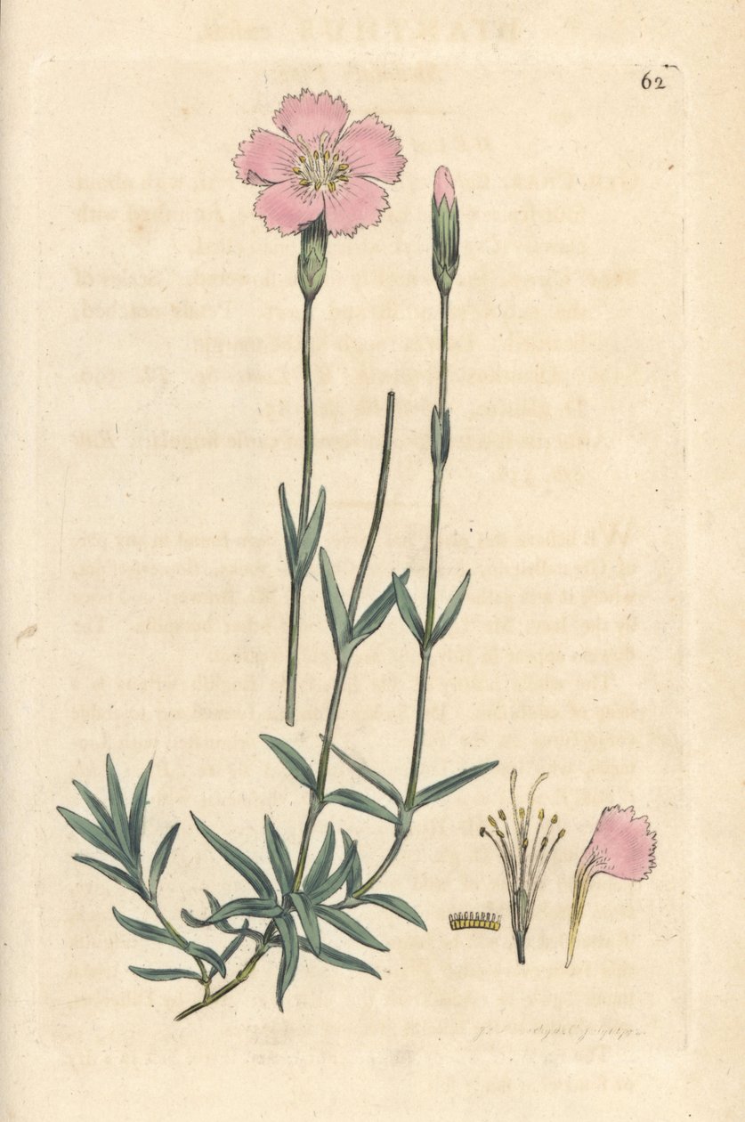 Fjellrosa, Dianthus caesius. Håndfarget kobberstikk etter en illustrasjon av James Sowerby fra James Smith's English Botany, London av James Sowerby