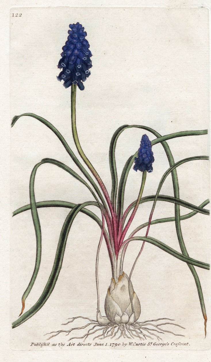 Muscari a bunch eller muscari neglige - Litografi av James Sowerby (1757-1822), fra Botanical Magazine av William Curtis (1746-1799) av James Sowerby