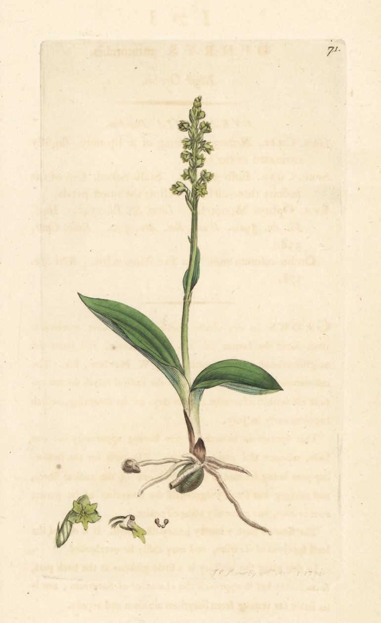 Moskusorkide, Herminium monorchis (Musk orchis, Ophrys monorchis). Håndfarget kobberstikk etter en illustrasjon av James Sowerby fra James Smith's English Botany, London av James Sowerby