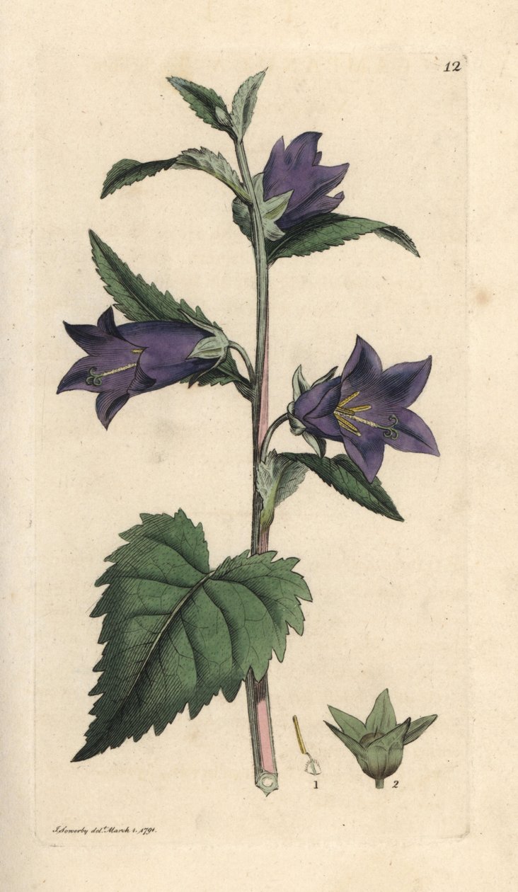 Brenneslebladklokke, Campanula trachelium (Campanule gantelee) Håndfarget kobberstikk etter en illustrasjon av James Sowerby fra James Smith's English Botany, London av James Sowerby
