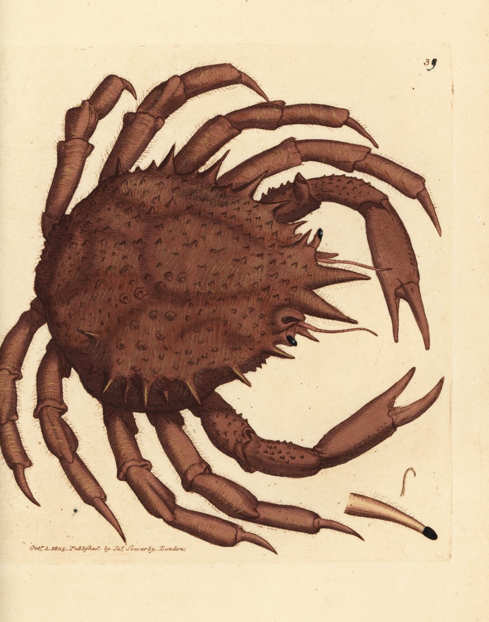 Norges kongekrabbe eller nordlig steinkrabbe, Lithodes maja. Håndfarget kobberstikk av James Sowerby fra The British Miscellany, eller fargede figurer av nye, sjeldne eller lite kjente dyreemner. av James Sowerby