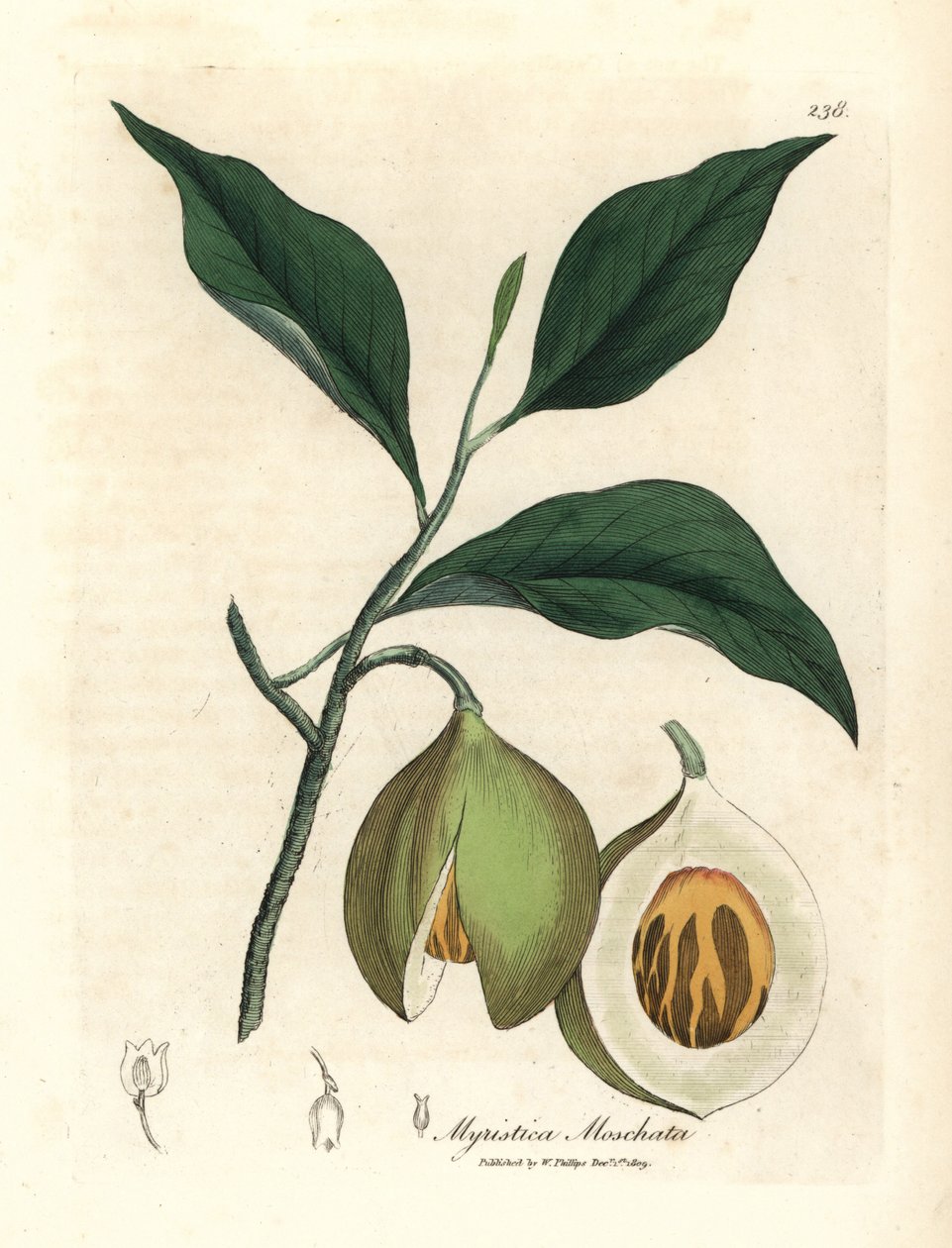 Muskat- og mace-tre, Myristica moschata, Myristica fragrans av James Sowerby