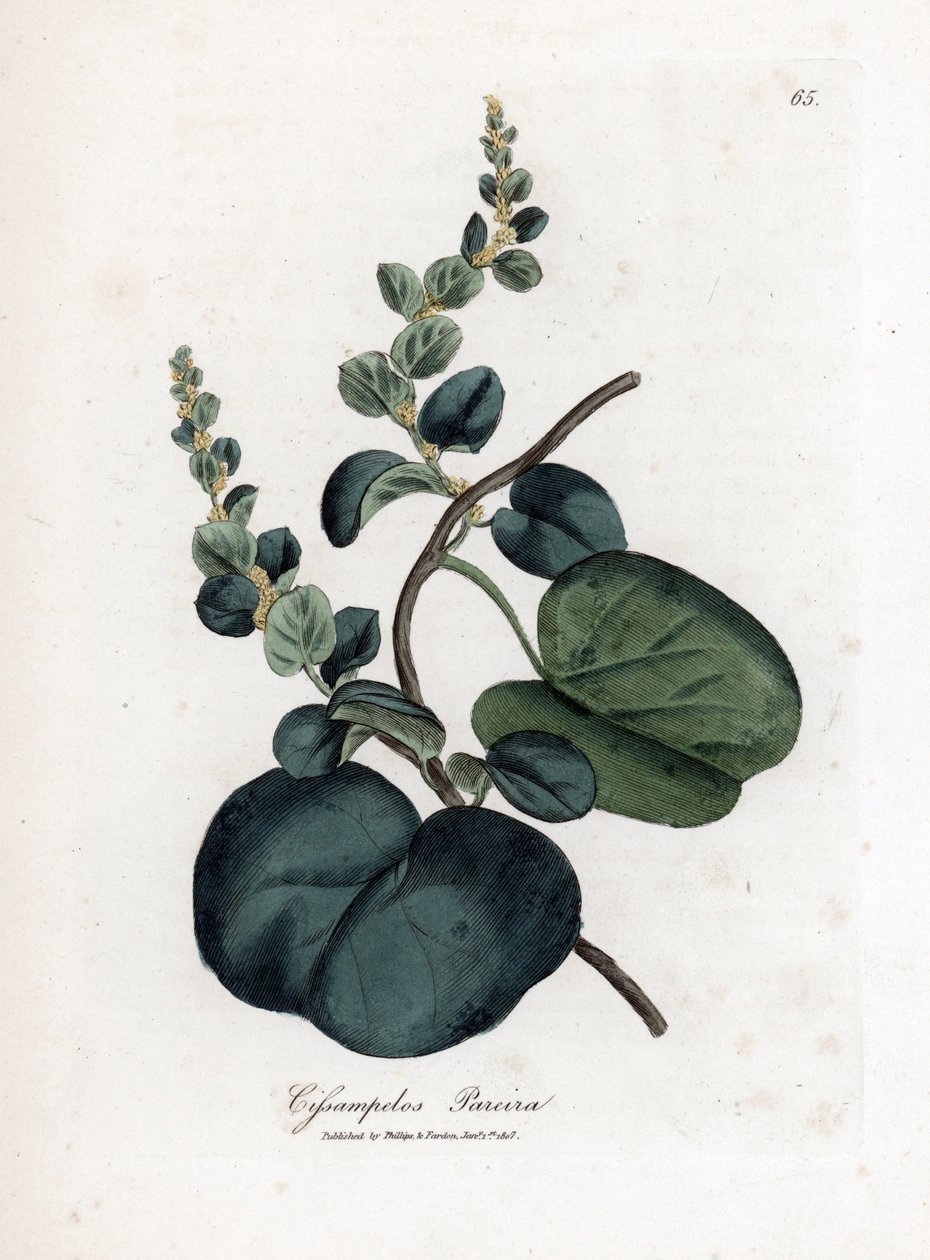Pareira brava cissampelos, Cissampelos pareira pareira. Håndfarget kobberstikk fra en botanisk illustrasjon av James Sowerby fra William Woodville og Sir William Jackson Hookers "" Medical Botany,"" John Bohn, London av James Sowerby