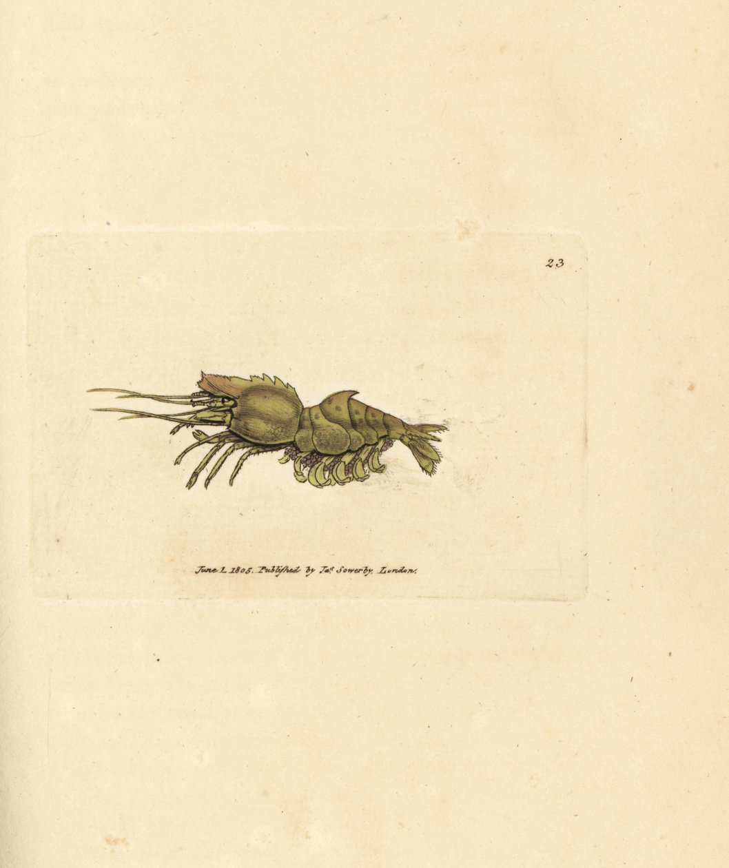 Papegøye reker, Spirontocaris spinus (ryggryggede reker; Cancer spinus). Håndfarget kobberstikk av James Sowerby fra The British Miscellany, eller fargede figurer av nye, sjeldne eller lite kjente dyreemner. av James Sowerby
