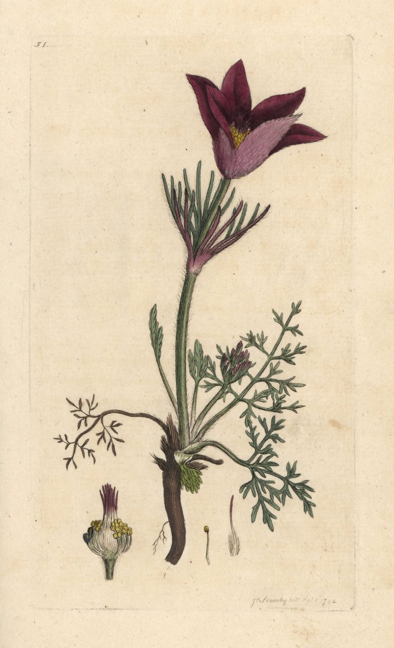 Pasqueflower, Anemone pulsatilla (pulsatille) Håndfarget kobberstikk etter en illustrasjon av James Sowerby fra James Smith's English Botany, London av James Sowerby