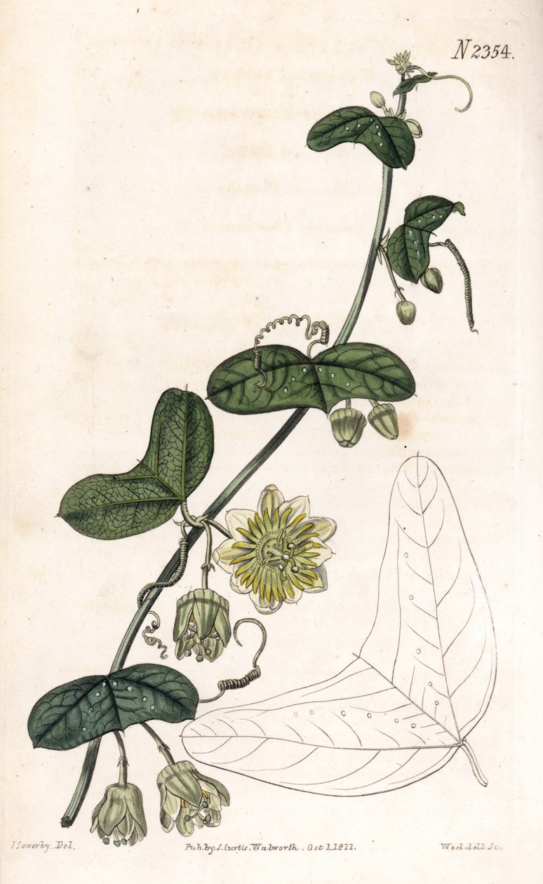 Pasjonsblomst variant - Passiflora biflora (Pasjonsblomst med halvmåneblad, Passiflora lunata). Håndfarget kobberstikk av Weddell etter en illustrasjon av James Sowerby fra Samuel Curtis' "" Botanical Magazine,"" London av James Sowerby