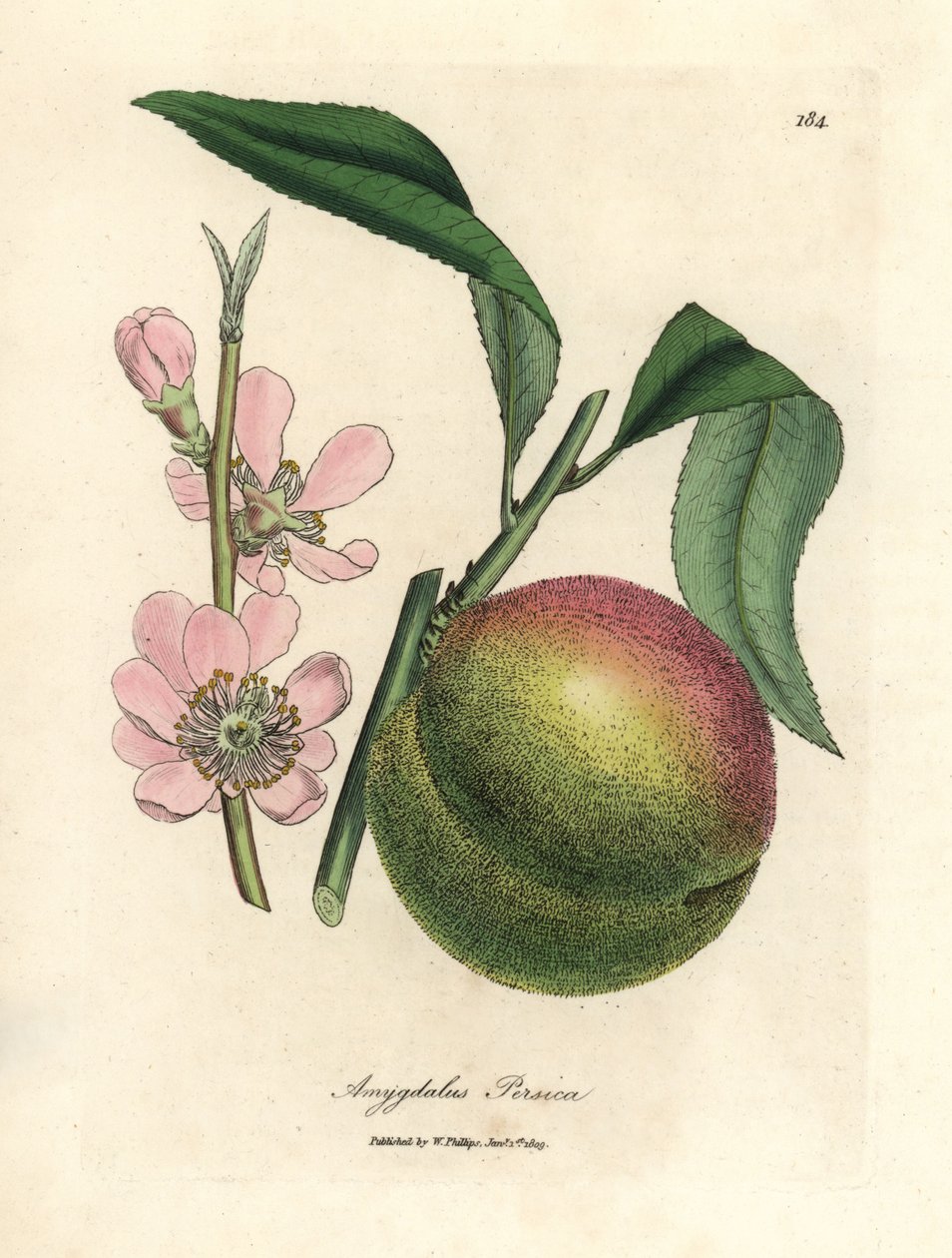 Ferskentre med moden frukt og rosa blomst, Amygdalus persica av James Sowerby