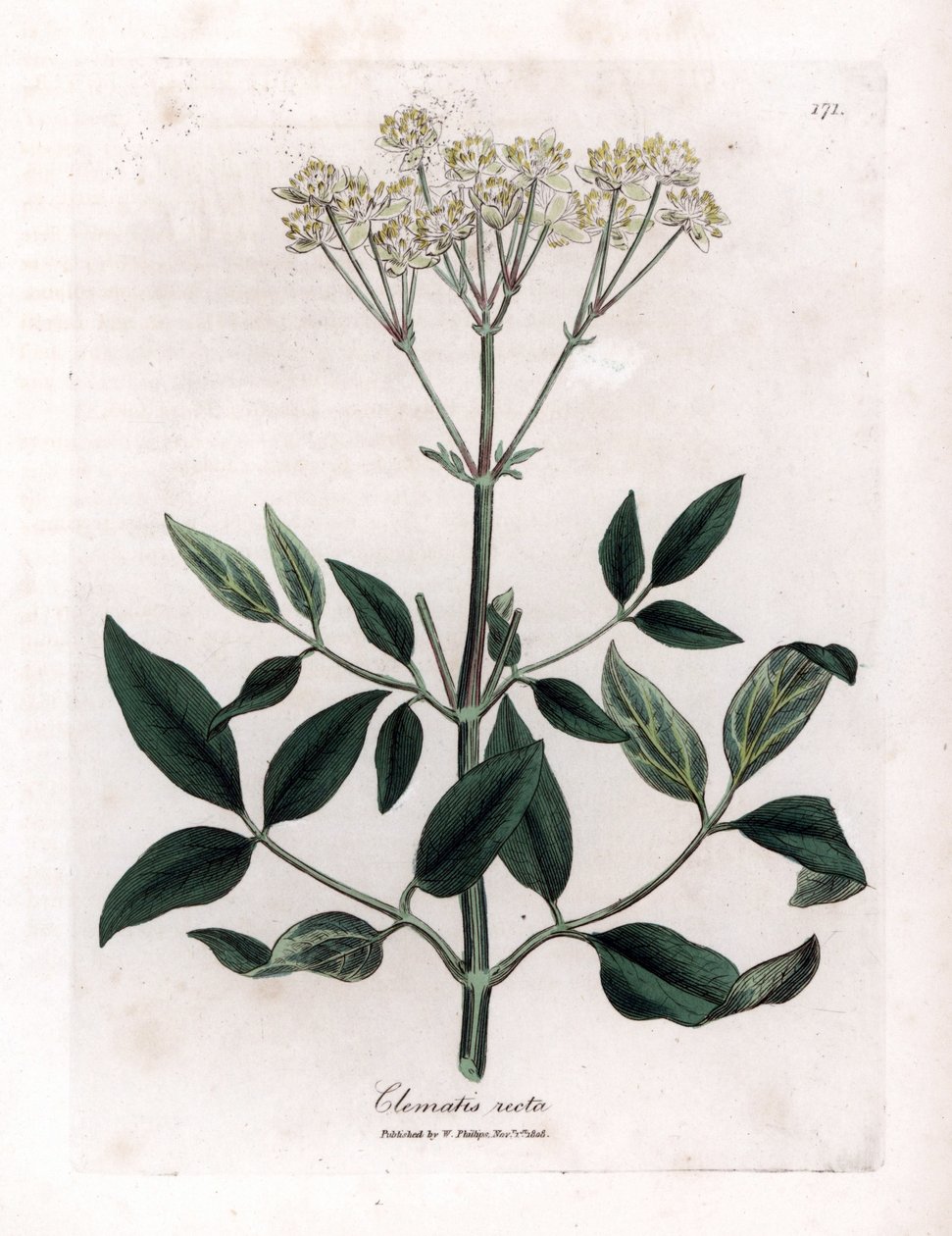 Flerårig klematitt - Oppreist jomfrubue, Clematis recta. Håndfarget kobberstikk fra en botanisk illustrasjon av James Sowerby fra William Woodville og Sir William Jackson Hookers "" Medical Botany,"" John Bohn, London av James Sowerby