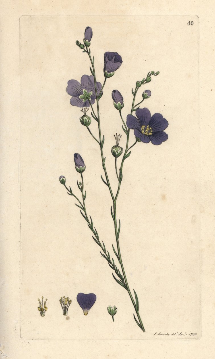 Flerårig lin, Linum perenne (lin perace) Håndfarget kobberstikk etter en illustrasjon av James Sowerby fra James Smith's English Botany, London av James Sowerby